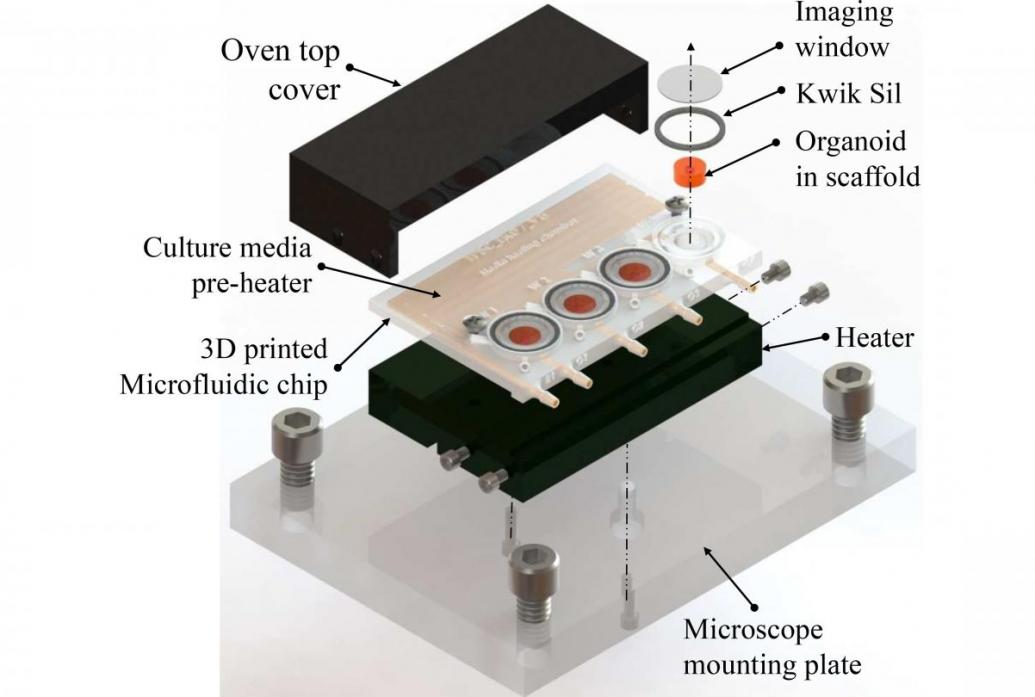 Tiny brains grown in 3D-printed bioreactor | Picower Institute